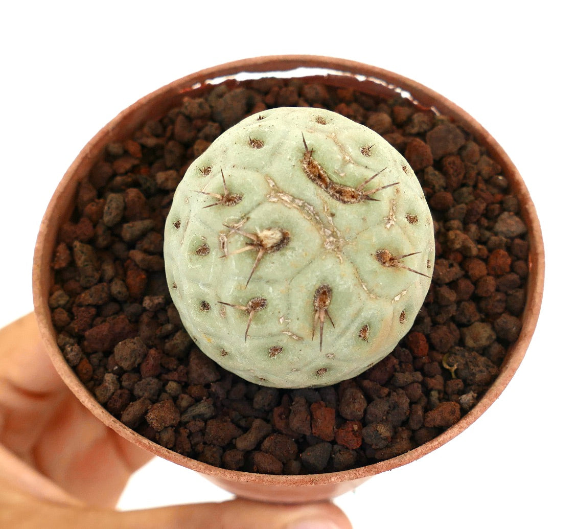 Tephrocactus geometricus rare round succulent cactus with pale green segmented body and short spines
