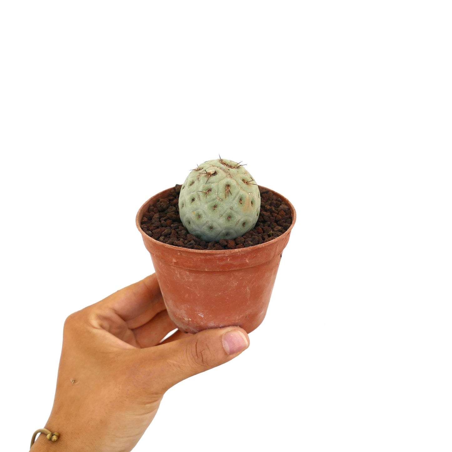 Tephrocactus geometricus small round succulent cactus with pale green textured surface and short spines in terracotta pot