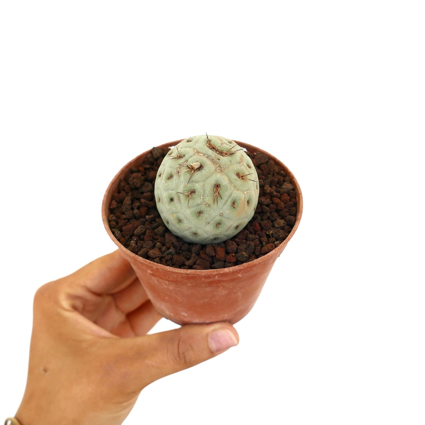 Tephrocactus geometricus small round succulent cactus with pale green textured surface and short spines in pot