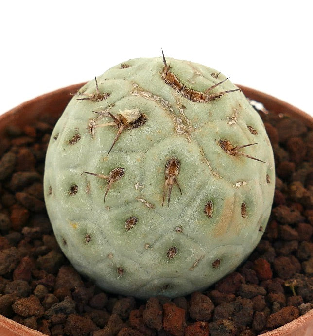 Tephrocactus geometricus rare succulent cactus with rounded pale green body and short spines