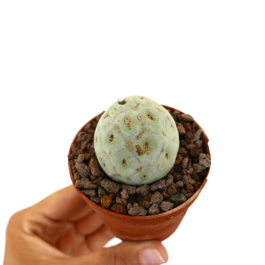 Tephrocactus geometricus raro cactus succulento rotondo con superficie verde chiaro strutturata e macchie marroni in vaso piccolo