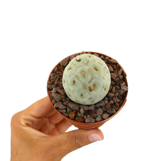 Tephrocactus geometricus piccolo cactus succulento rotondo con corpo verde pallido e macchie marroni in vaso