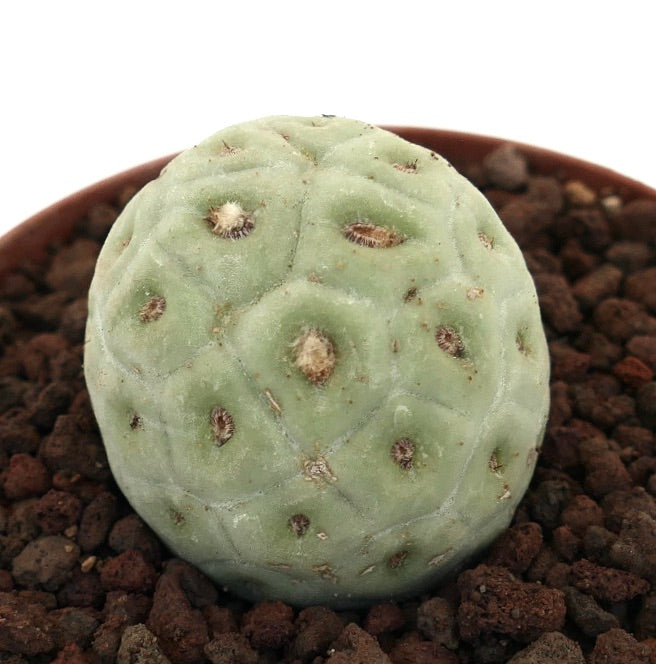 Tephrocactus geometricus sjelden sukkulent kaktus med avrundet segmentert lys grønn kropp