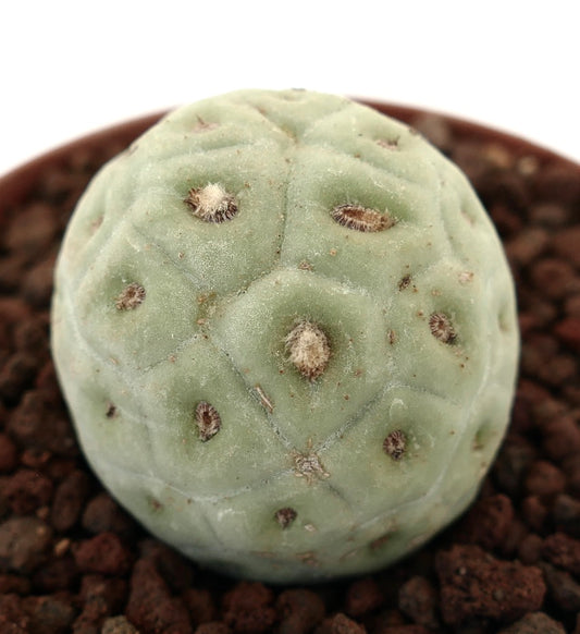 Tephrocactus geometricus raro cactus succulento con corpo segmentato arrotondato di colore verde pallido e piccole areole
