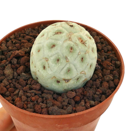 Tephrocactus geometricus sjelden lys grønn sukkulent kaktus med små pigger i potte
