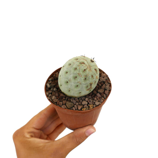 Tephrocactus geometricus liten rund sukkulent kaktus med blekgrønne knoller og sparsomme pigger