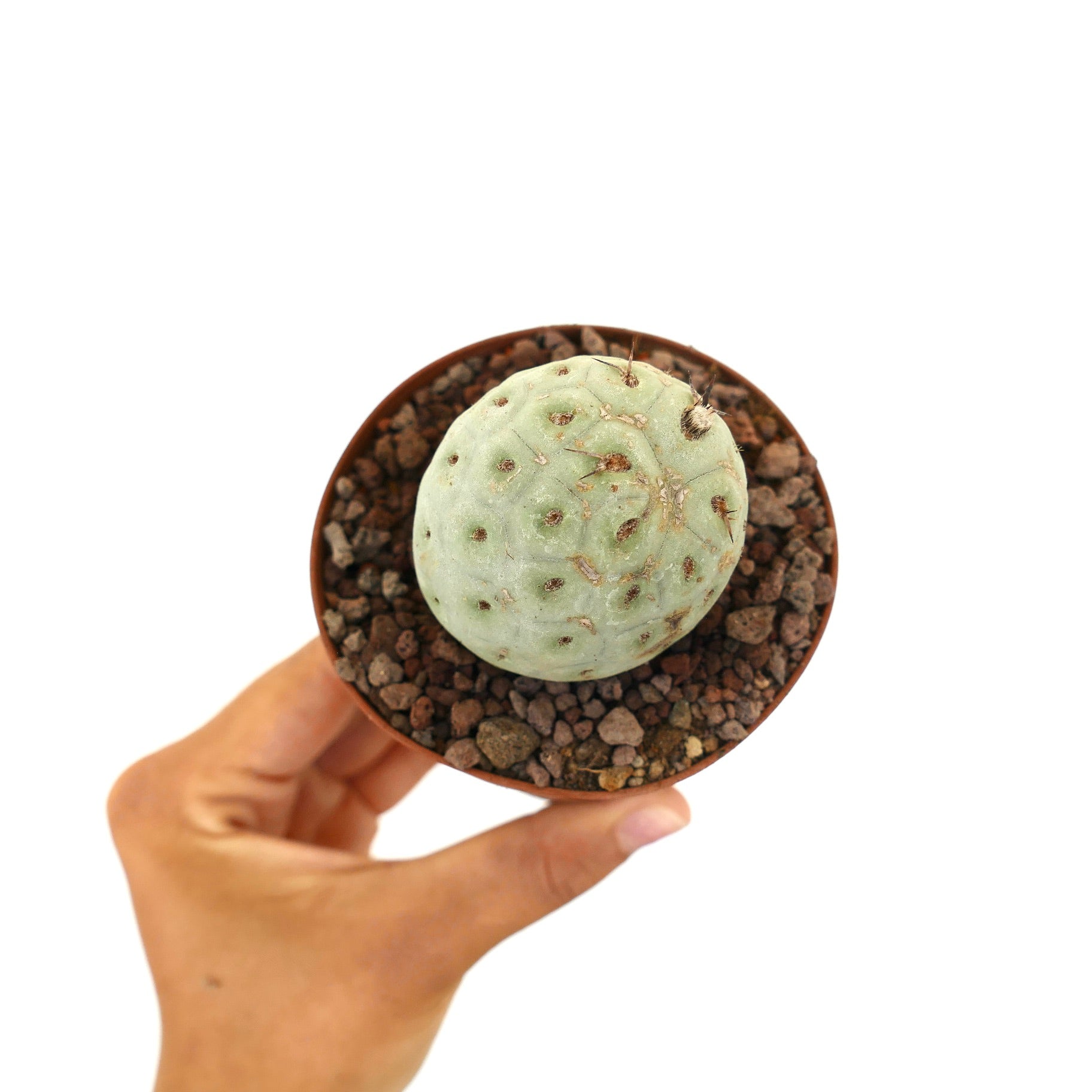 Tephrocactus geometricus liten rund sukkulent kaktus med blek grønn teksturert overflate og spredte pigger