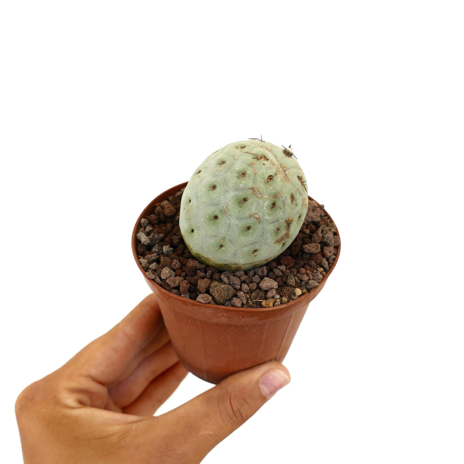 Tephrocactus geometricus liten rund sukkulent kaktus med blek grønn segmentert kropp og sparsomt med tagger i potte