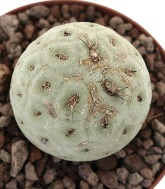 Tephrocactus geometricus rund saftig kaktus med blek grønn segmentert kropp og små pigger