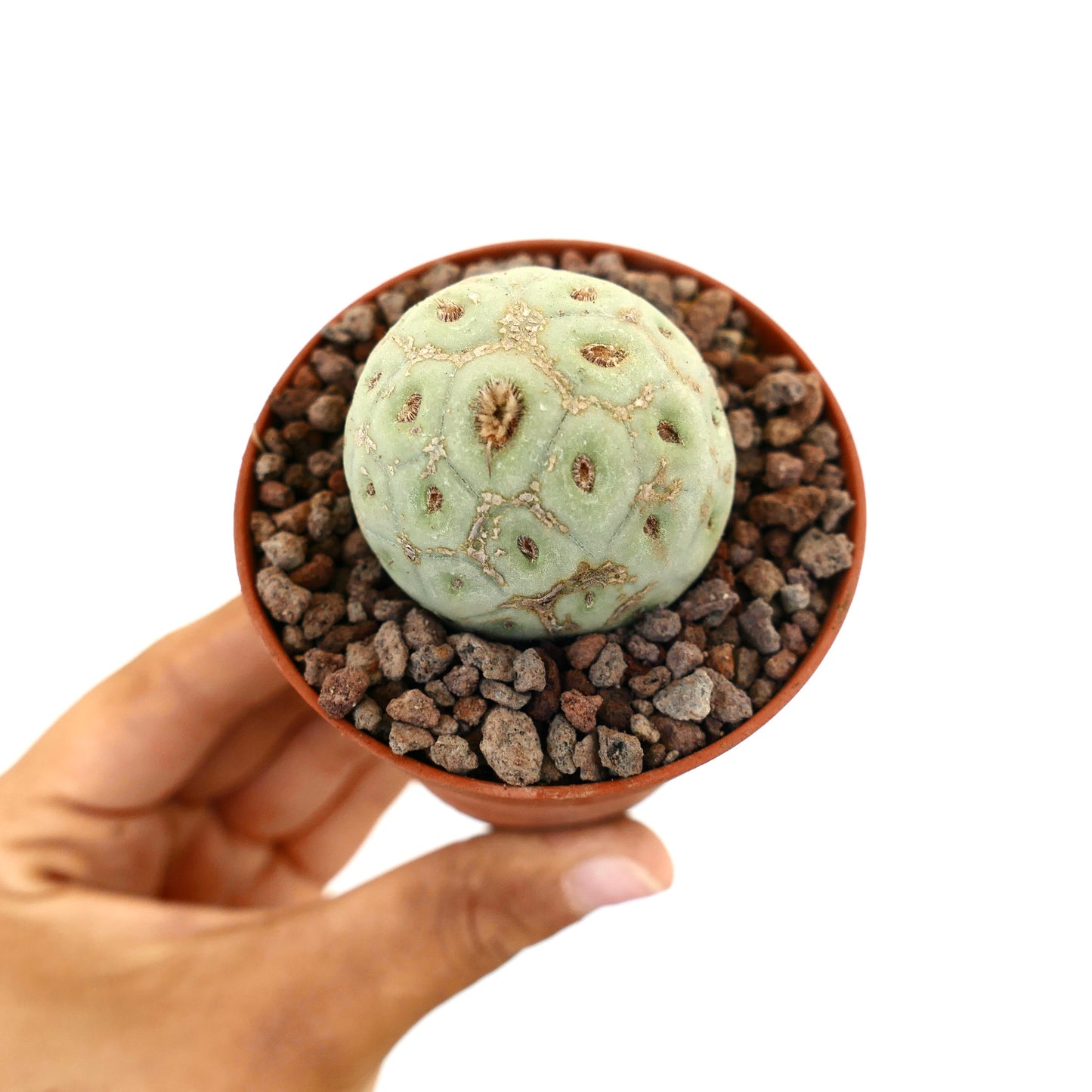 Petit cactus succulente rond Tephrocactus geometricus avec une surface texturée vert pâle et des aréoles brunes