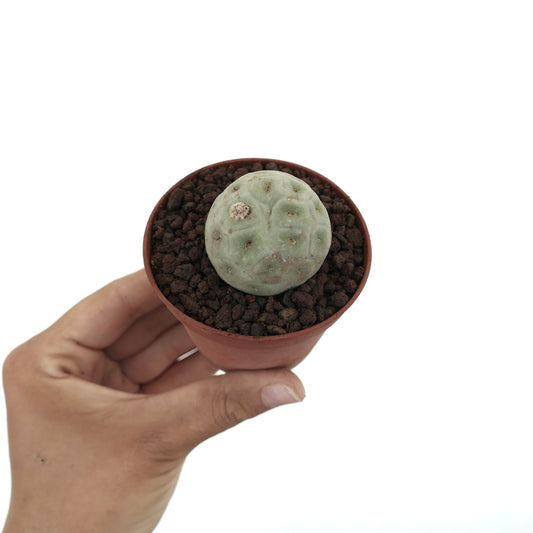 Tephrocactus geometricus piccolo cactus succulento rotondo con corpo segmentato verde pallido in vaso