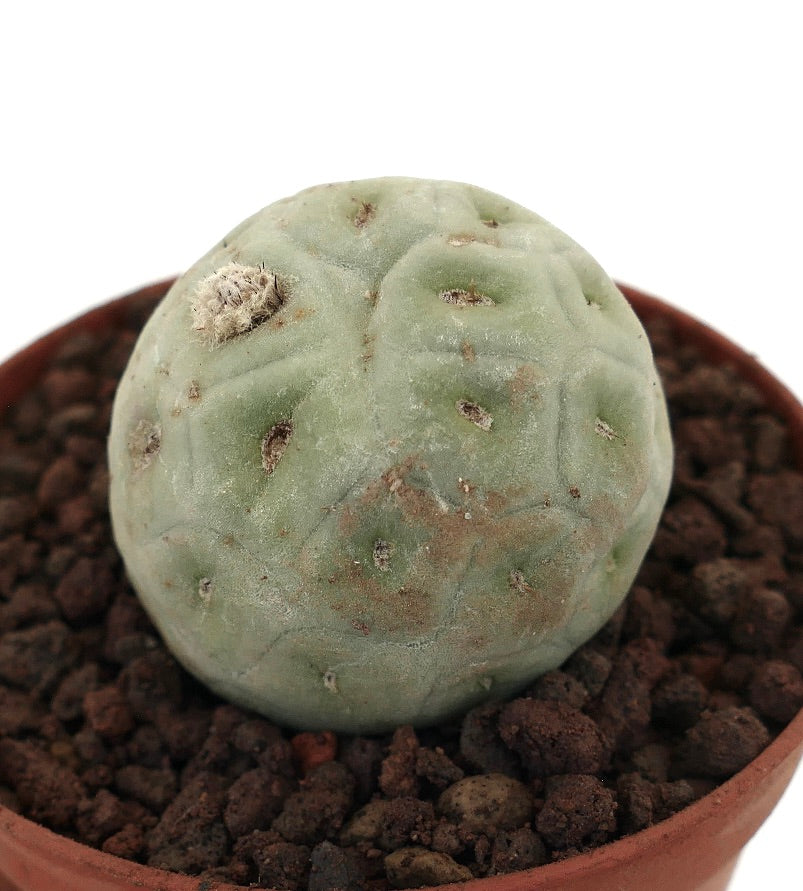 Tephrocactus geometricus rare succulent cactus with rounded, segmented pale green stems