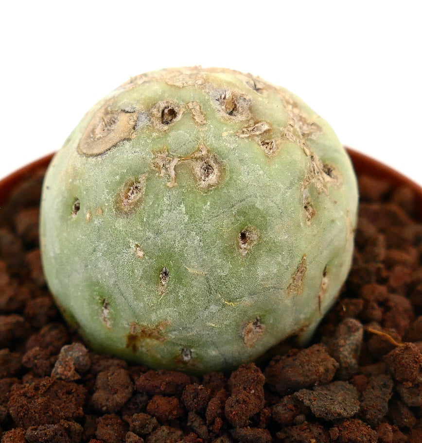 Tephrocactus geometricus rare succulent cactus with rounded shape and textured surface