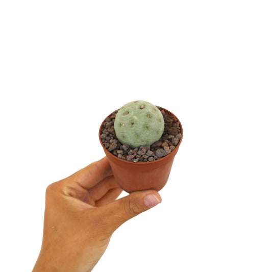 Tephrocactus geometricus small round succulent cactus with pale green segmented body