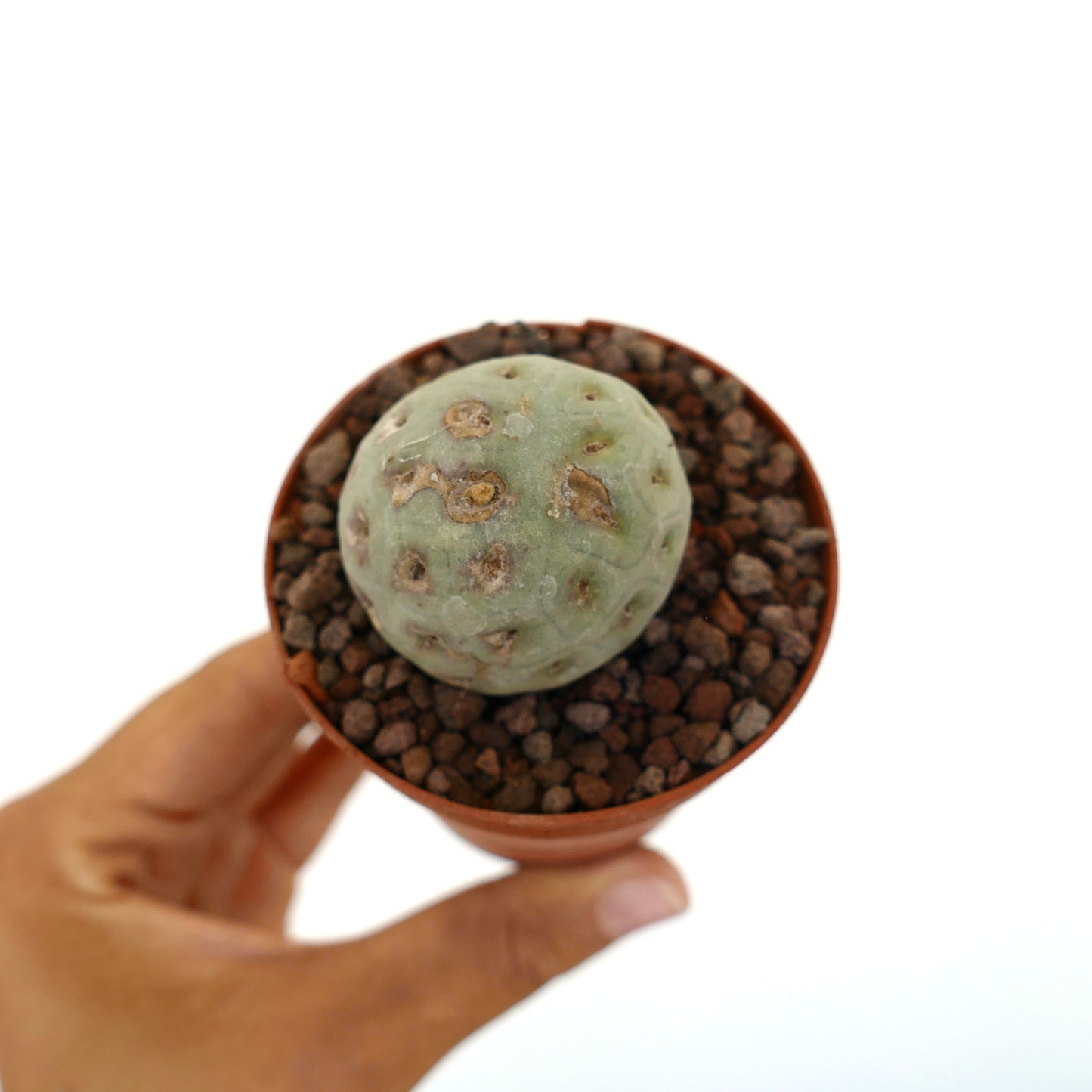 Tephrocactus geometricus piccolo cactus succulento con macchie marroni e forma arrotondata in vaso