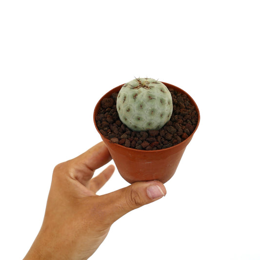 Tephrocactus geometricus liten rund sukkulent kaktus med blek grønn segmentert kropp og korte pigger i terrakottakrukke