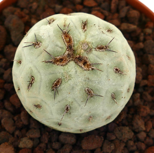 Tephrocactus geometricus rund blek grønn sukkulent kaktus med korte torner