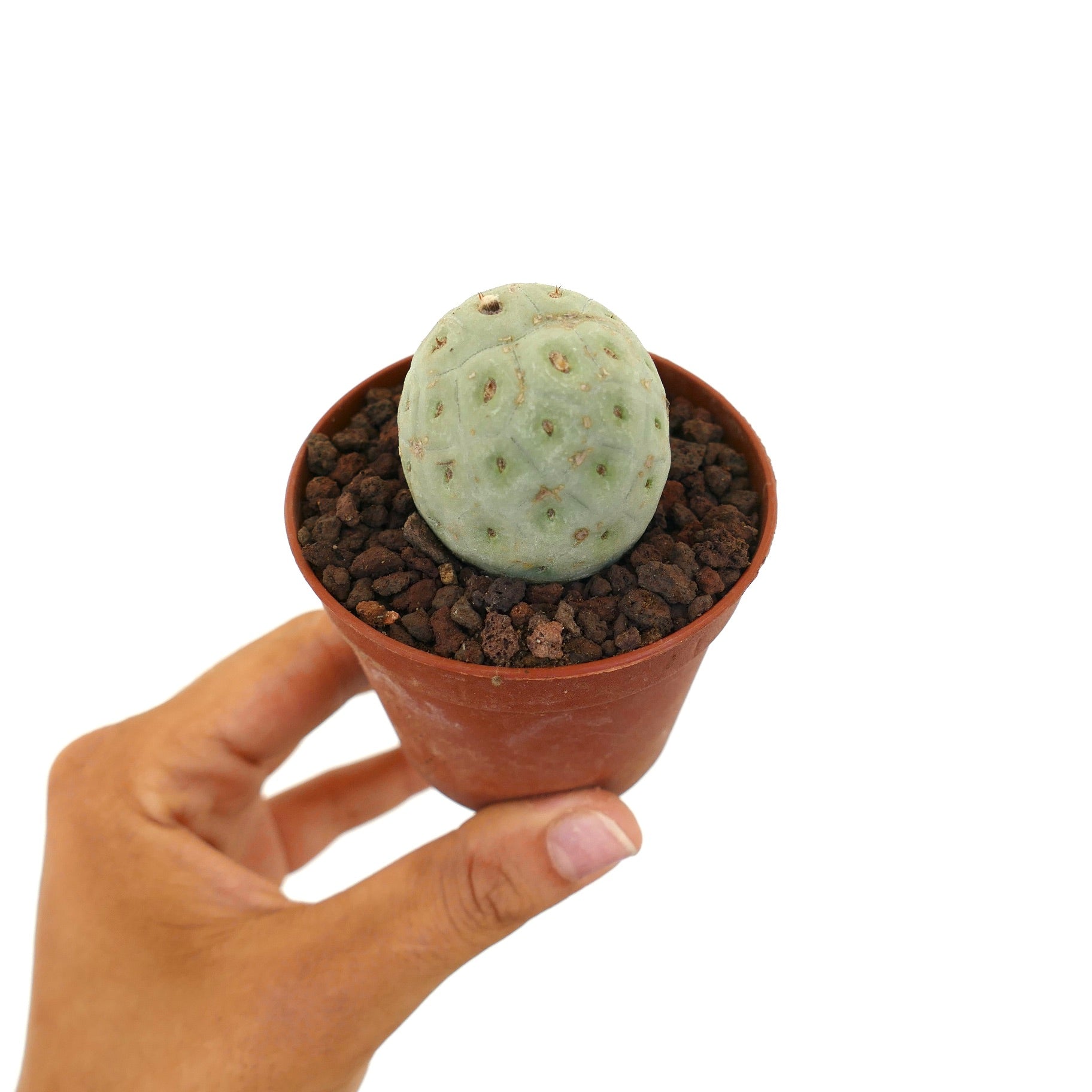 تيفروكوكتوس جيومتريكوس صبار عصاري صغير مستدير بجسم مقسم أخضر فاتح