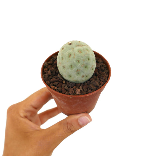 Tephrocactus geometricus liten rund sukkulent kaktus med blek grønn segmentert kropp