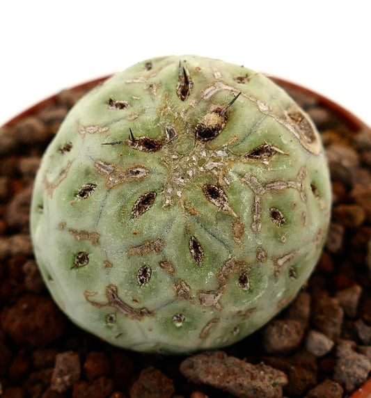Tephrocactus geometricus raro cactus succulento dalla forma arrotondata con piccole spine scure