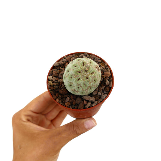 Piccolo cactus succulento rotondo Tephrocactus geometricus con superficie testurizzata verde pallido in vaso