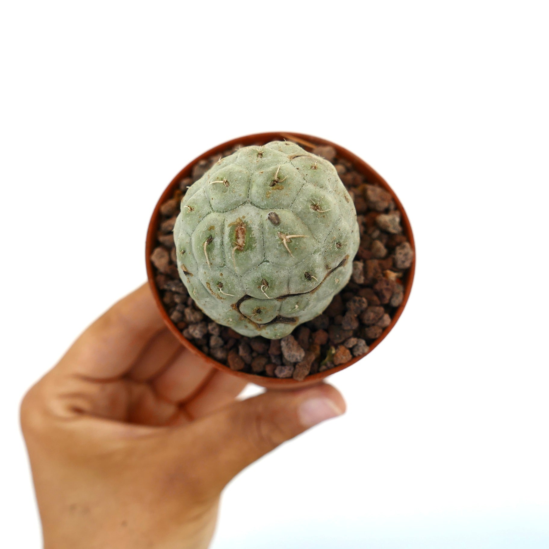 Tephrocactus geometricus raro cactus succulento con fusti segmentati arrotondati e piccole spine