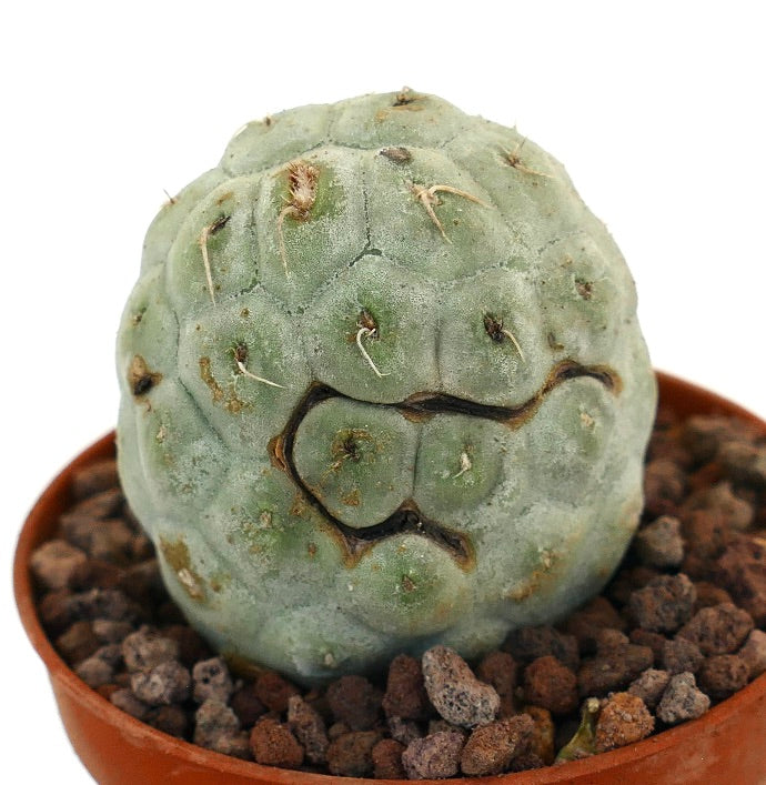 Tephrocactus geometricus raro cactus succulento con tubercoli arrotondati e macchie nere