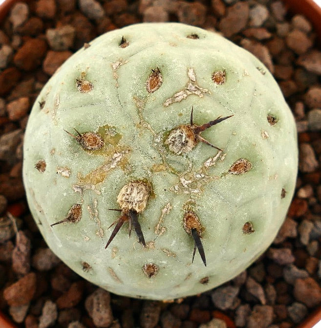 Tephrocactus geometricus rare succulent cactus with pale green body and black spines