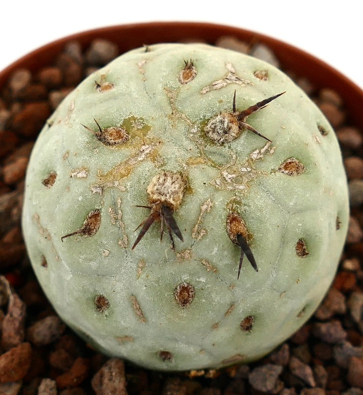 Tephrocactus geometricus rare succulent cactus with round shape and black spines
