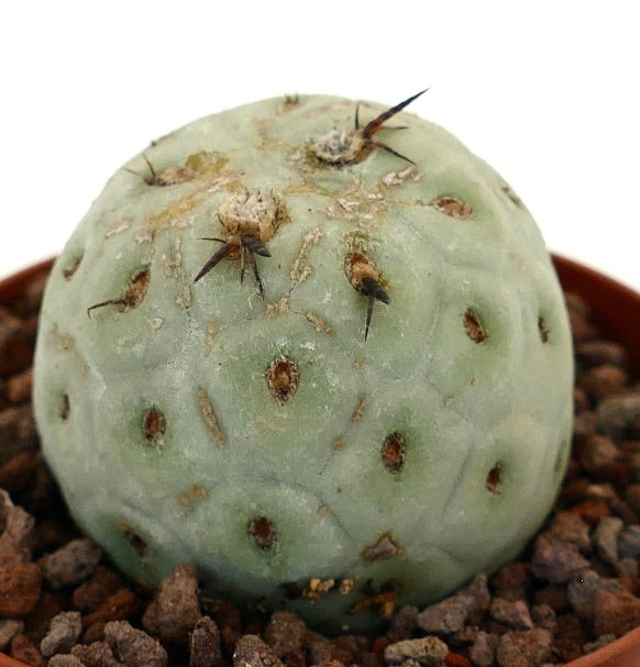 Tephrocactus geometricus rare succulent cactus with rounded shape and black spines