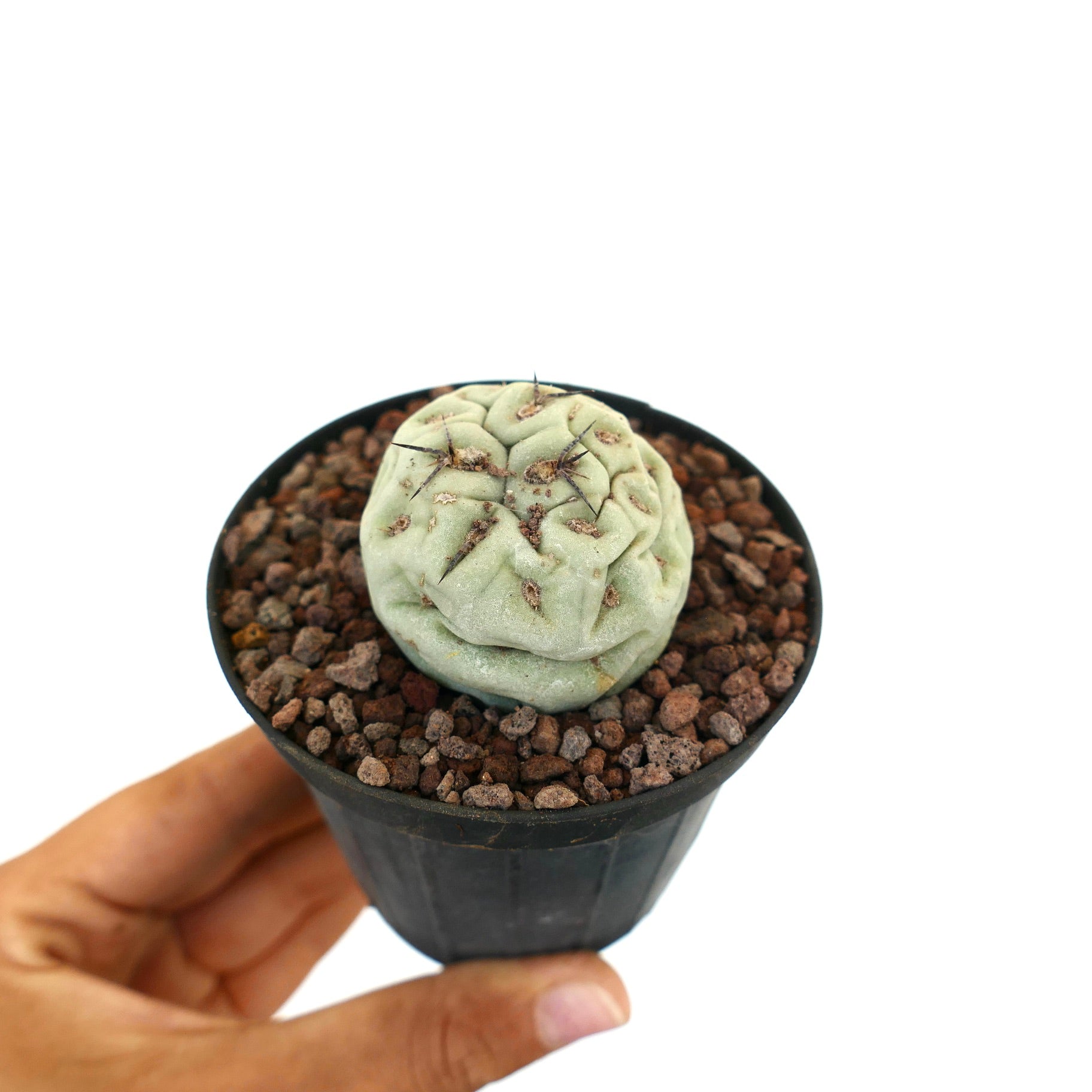 Tephrocactus geometricus liten saftig kaktus med svarte pigger i potte