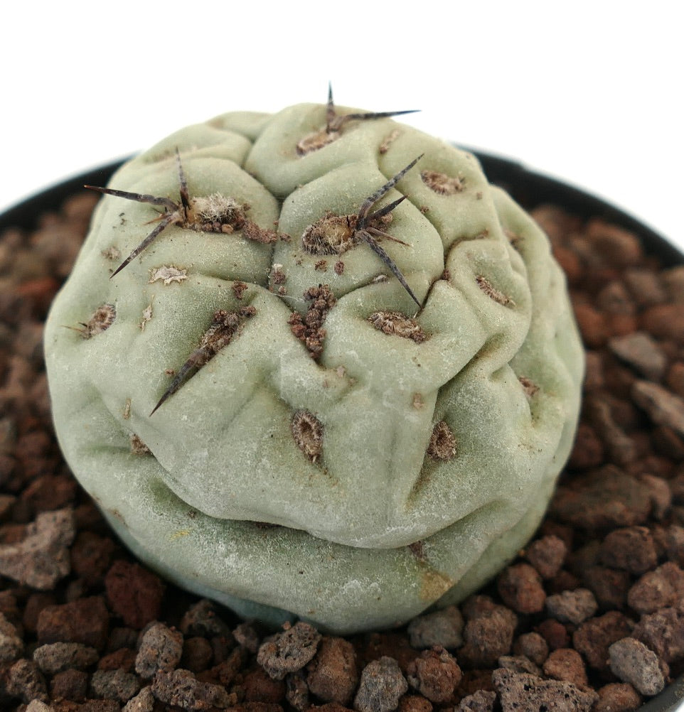 Tephrocactus geometricus sjelden sukkulent kaktus med avrundede segmenter og svarte pigger i potte