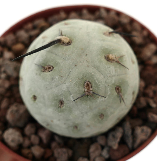 Tephrocactus geometricus sjelden sukkulent kaktus med rund, blek grønn kropp og svarte torner
