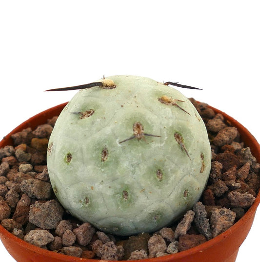 Tephrocactus geometricus sjelden sukkulent kaktus med blek grønn sfærisk stamme og svarte pigger
