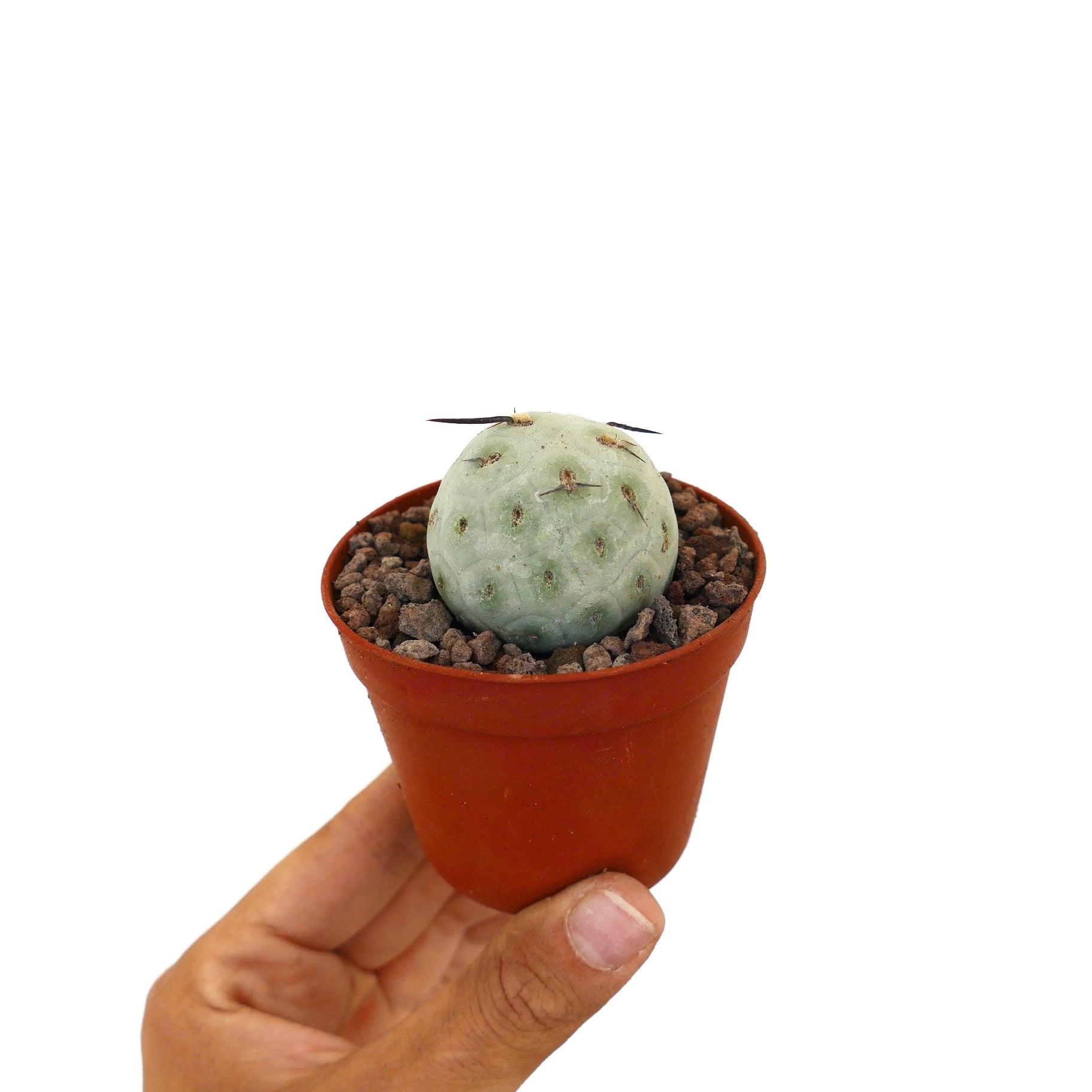 เทฟโรแคคตัส จีโอเมทริคัส กระบองเพชรสั้นกลมมีหนามสีดำในกระถาง