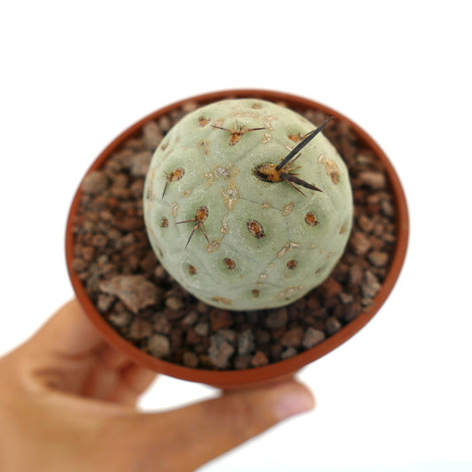 Tephrocactus geometricus liten rund saftig kaktus med svarte pigger i potte