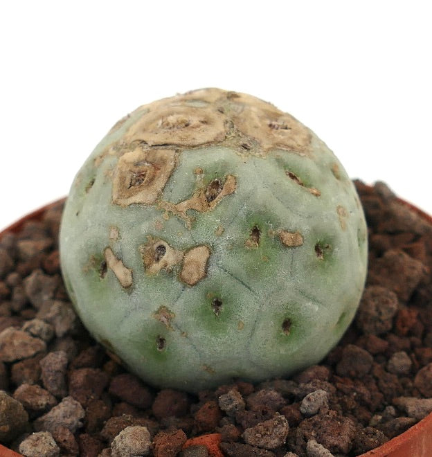 Tephrocactus geometricus sjelden sukkulent kaktus med brune teksturerte merker på rund stilk