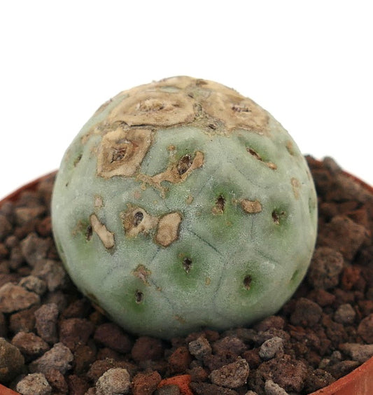 Tephrocactus geometricus sjelden sukkulent kaktus med brune teksturerte merker på rund stilk