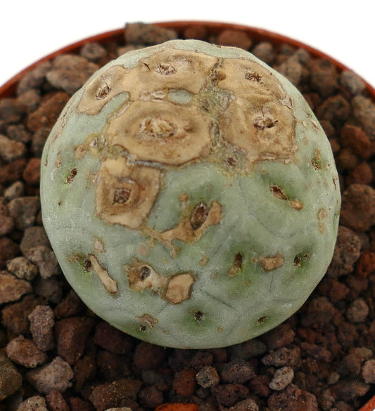 Tephrocactus geometricus sjelden sukkulent kaktus med rund form og brune teksturerte merker