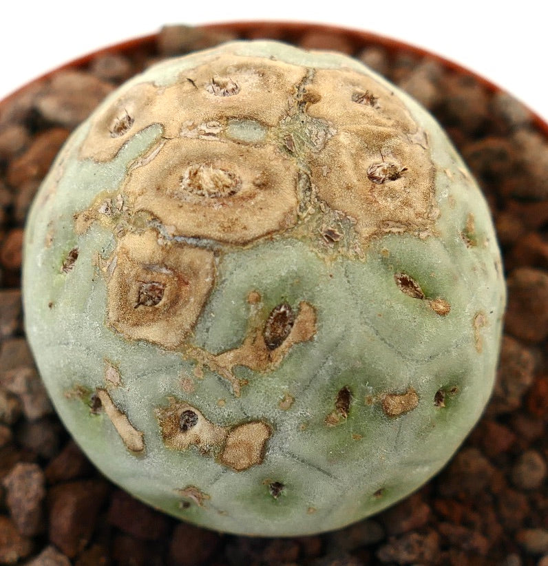 Tephrocactus geometricus sjelden sukkulent kaktus med avrundet form og brune teksturerte merker