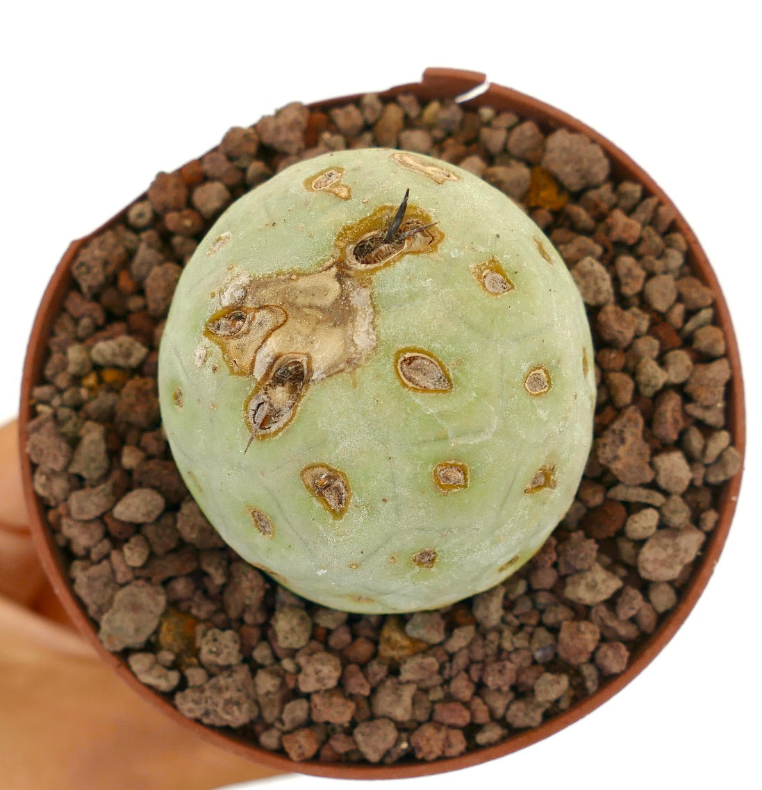 Tephrocactus geometricus sjelden sukkulent kaktus med blek grønn sfærisk stamme og brune arr