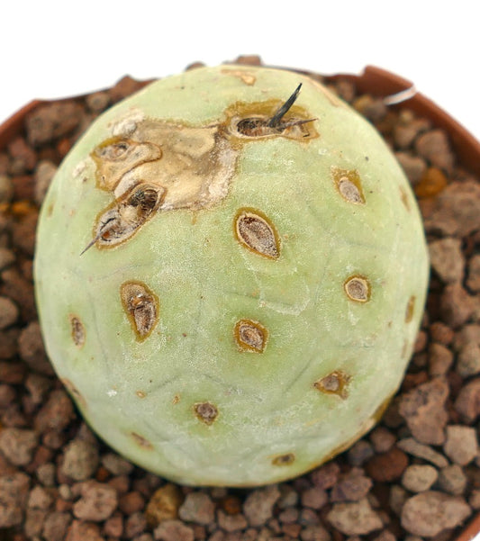 Tephrocactus geometricus sjelden sukkulent kaktus med rund, blek grønn kropp og brune areoler