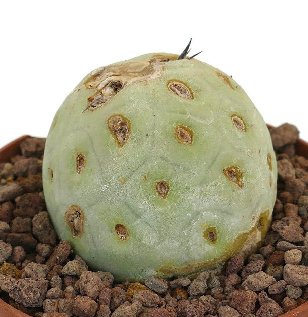 Tephrocactus geometricus sjelden sukkulent kaktus med sfærisk form og brune flekker