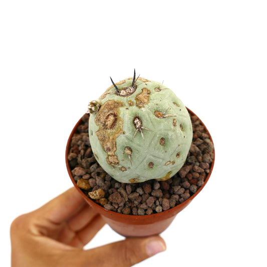 Tephrocactus geometricus sjelden sukkulent kaktus med rund, blek grønn kropp og brune merker