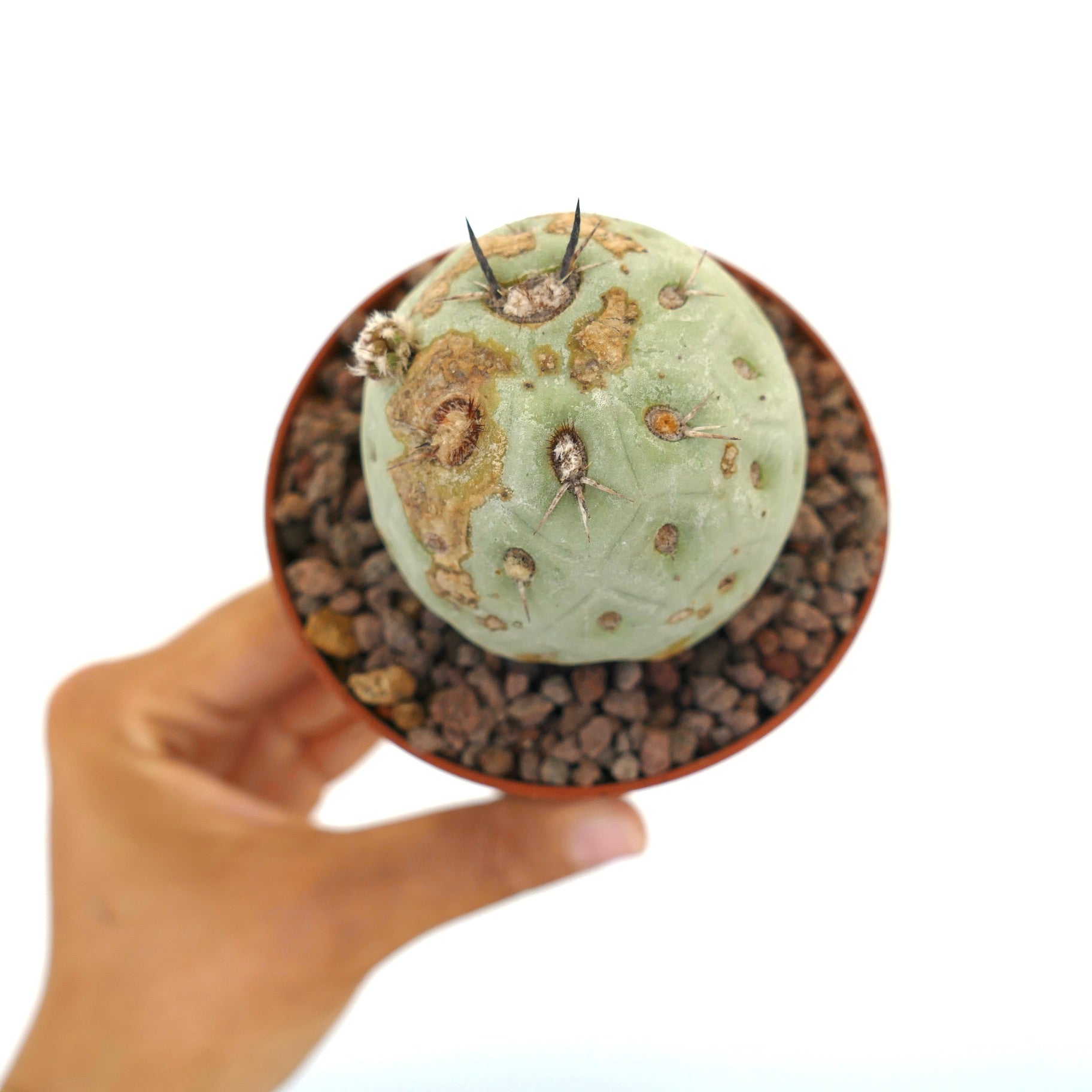 Tephrocactus geometricus small round succulent cactus with brown textured marks and spines