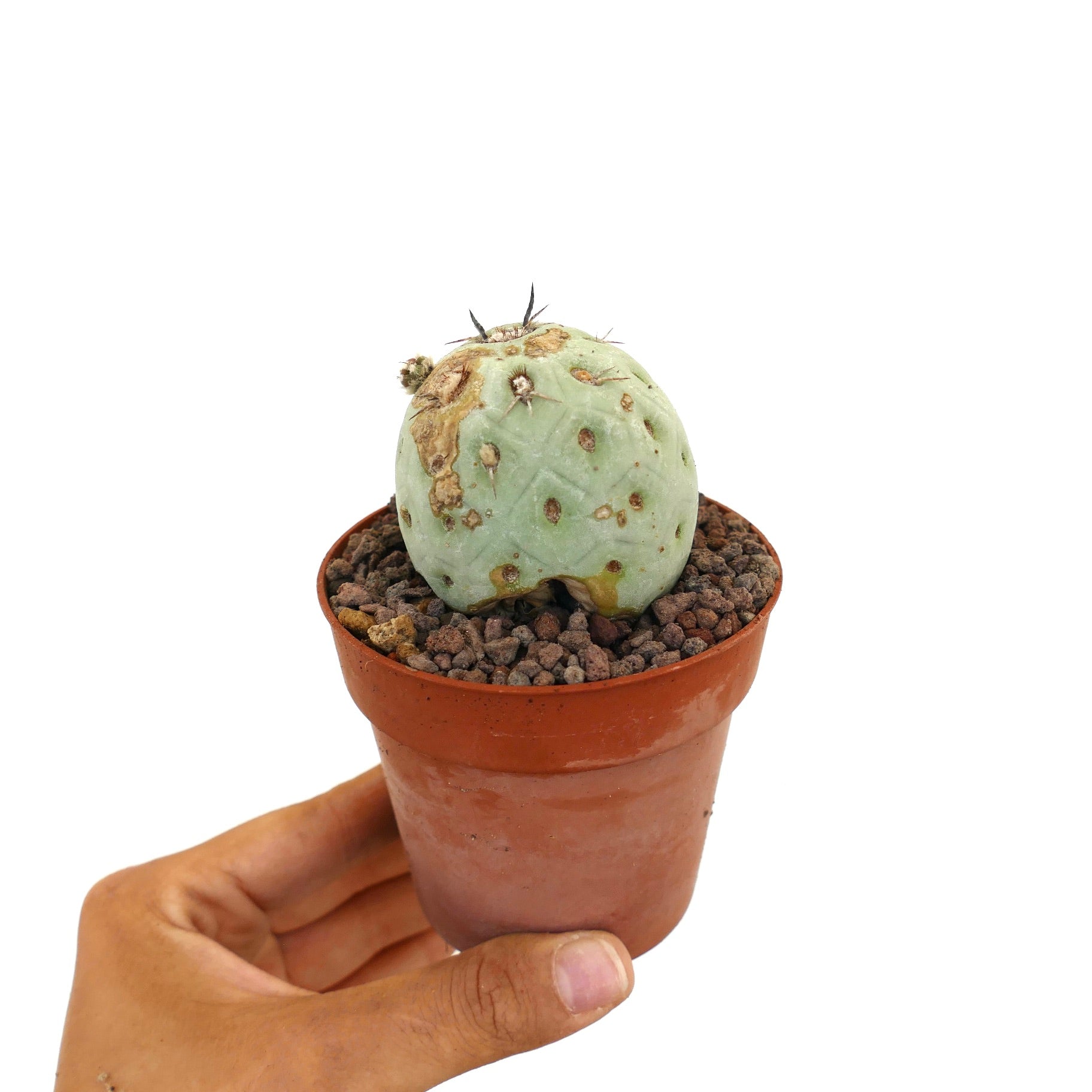 Tephrocactus geometricus small succulent cactus with pale green body and brown marks in pot
