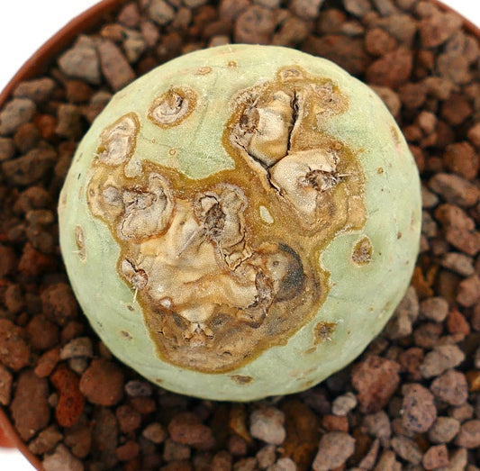 Tephrocactus geometricus sjelden sukkulent kaktus med rund form og brune teksturerte merker