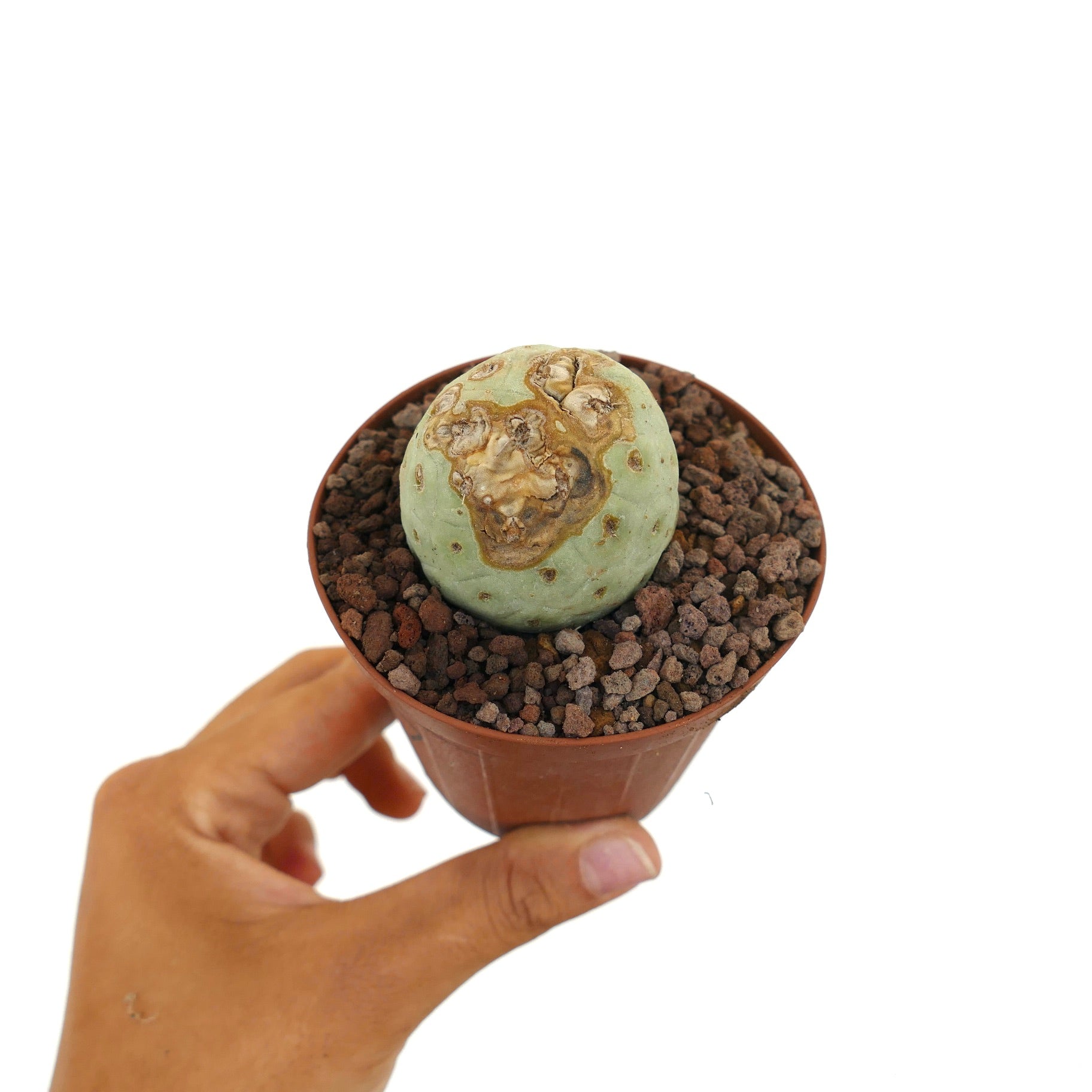 Tephrocactus geometricus liten rund sukkulent kaktus med teksturerte brune merker