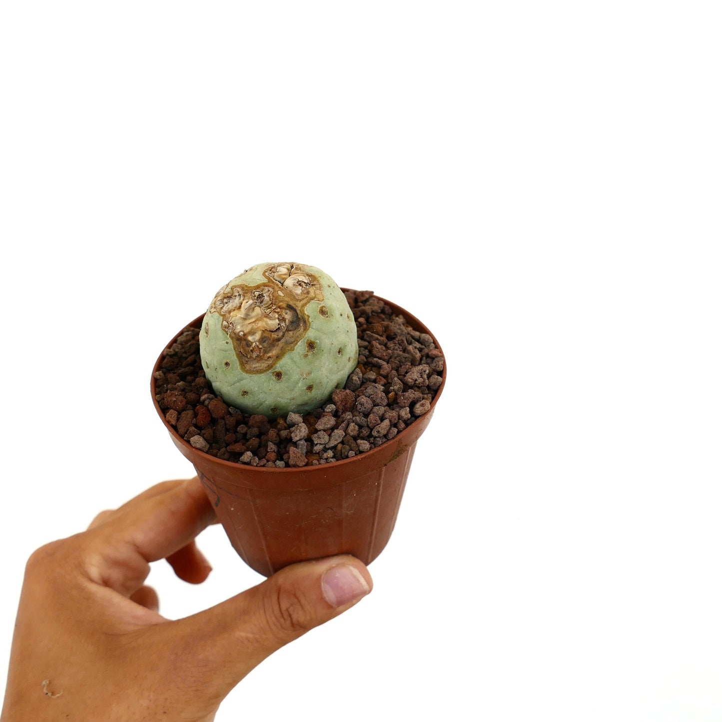 Tephrocactus geometricus liten rund sukkulent kaktus med brune teksturerte merker i potte