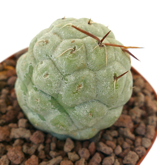 Tephrocactus geometricus sjelden sukkulent kaktus med avrundede segmenter og brune torner i potte